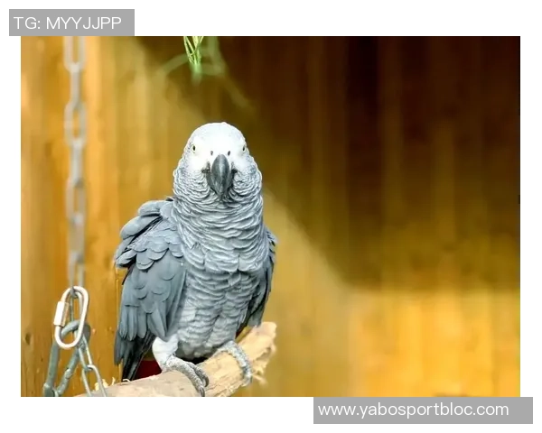 都柏林动物园为鹦鹉命名帕洛特引发热议带队杀入附加赛